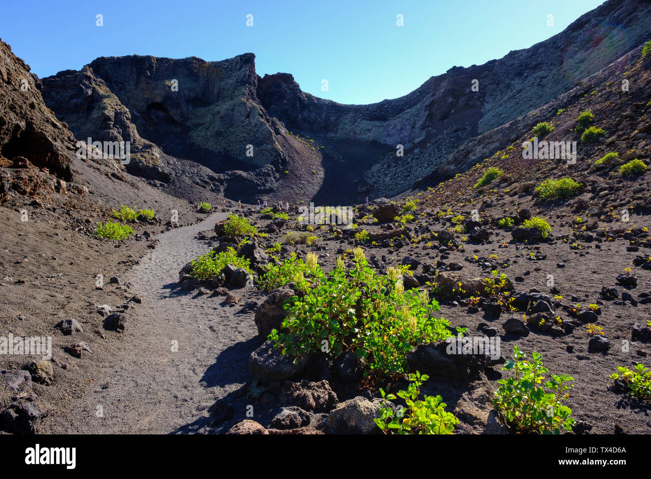 Spain, Canary Islands, Lanzarote, Los Volcanes Nature Park, Montana del Cuervo, Canary Islands sorrel, Rumex lunaria, on a way Stock Photo