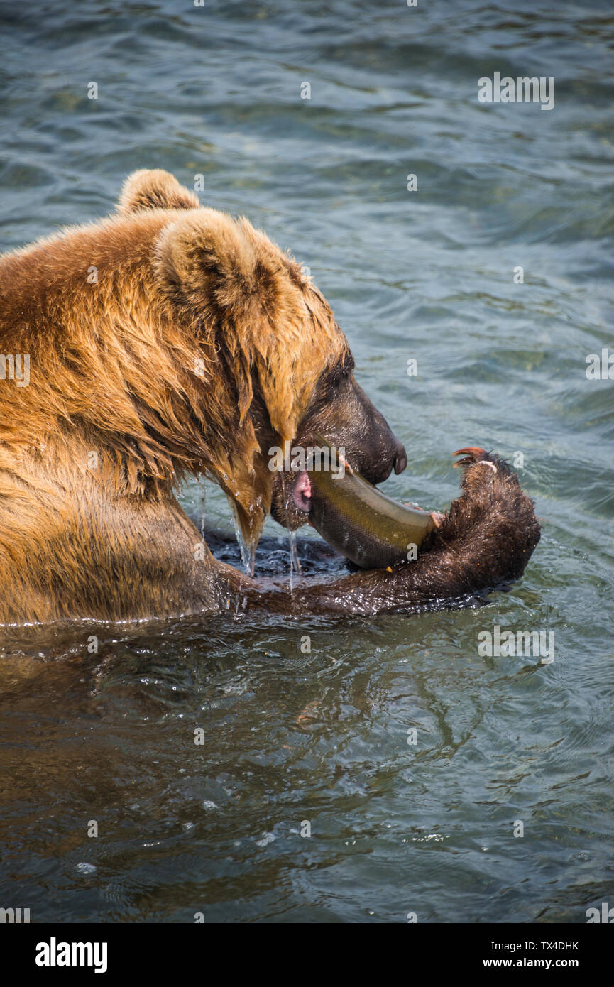 Russia, Kamchatka, Kurile lake, Kamchatka brown bear, Ursus arctos beringianus, eating salom Stock Photo