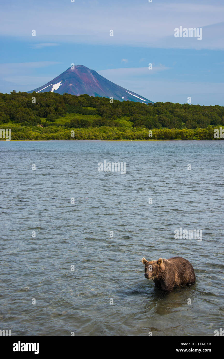 Russia, Kamchatka, Kurile lake, Kamchatka brown bear, Ursus arctos beringianus, Ilyinsky volcano in the background Stock Photo
