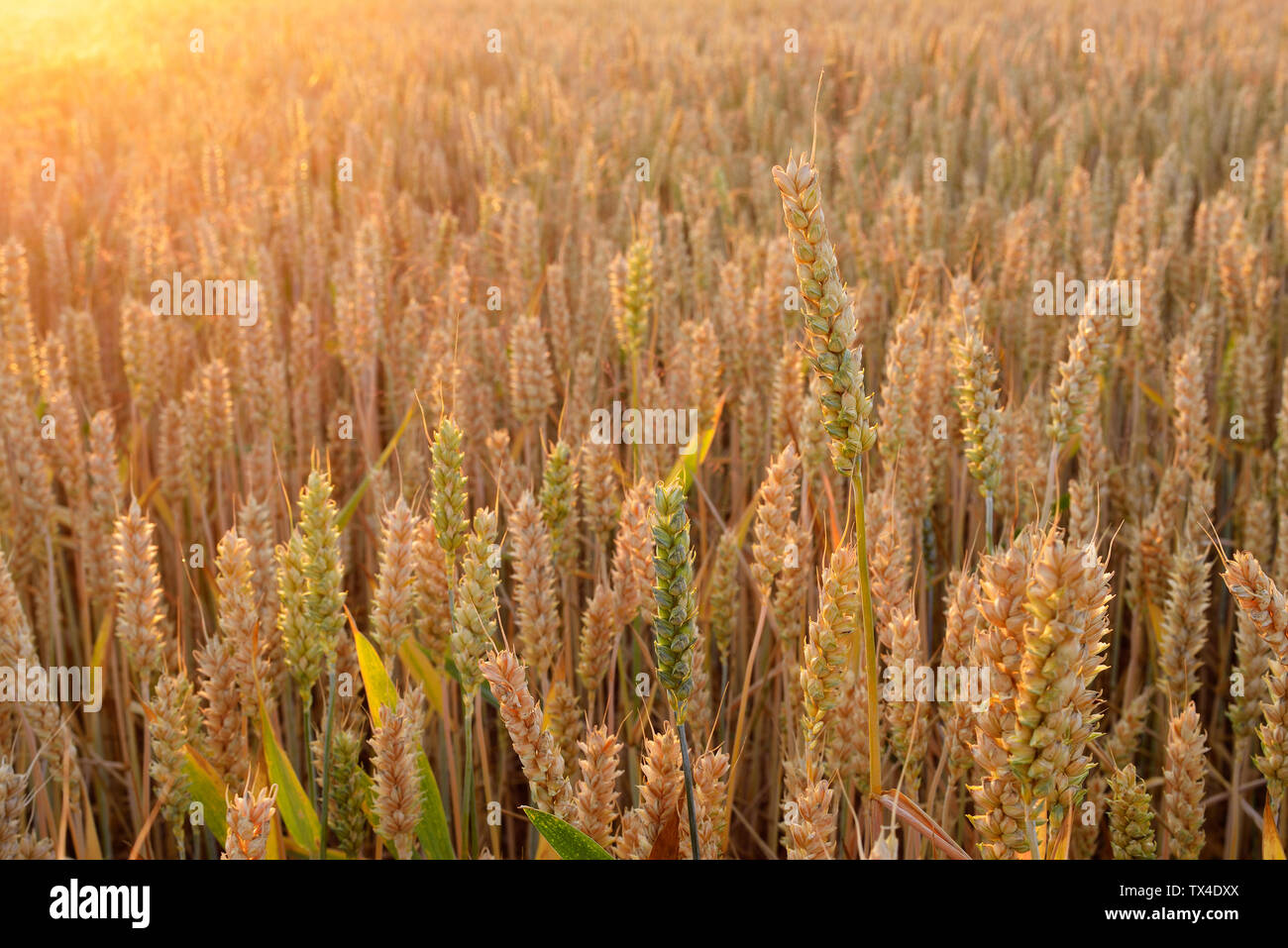 Close up of wheat in field hi-res stock photography and images - Alamy
