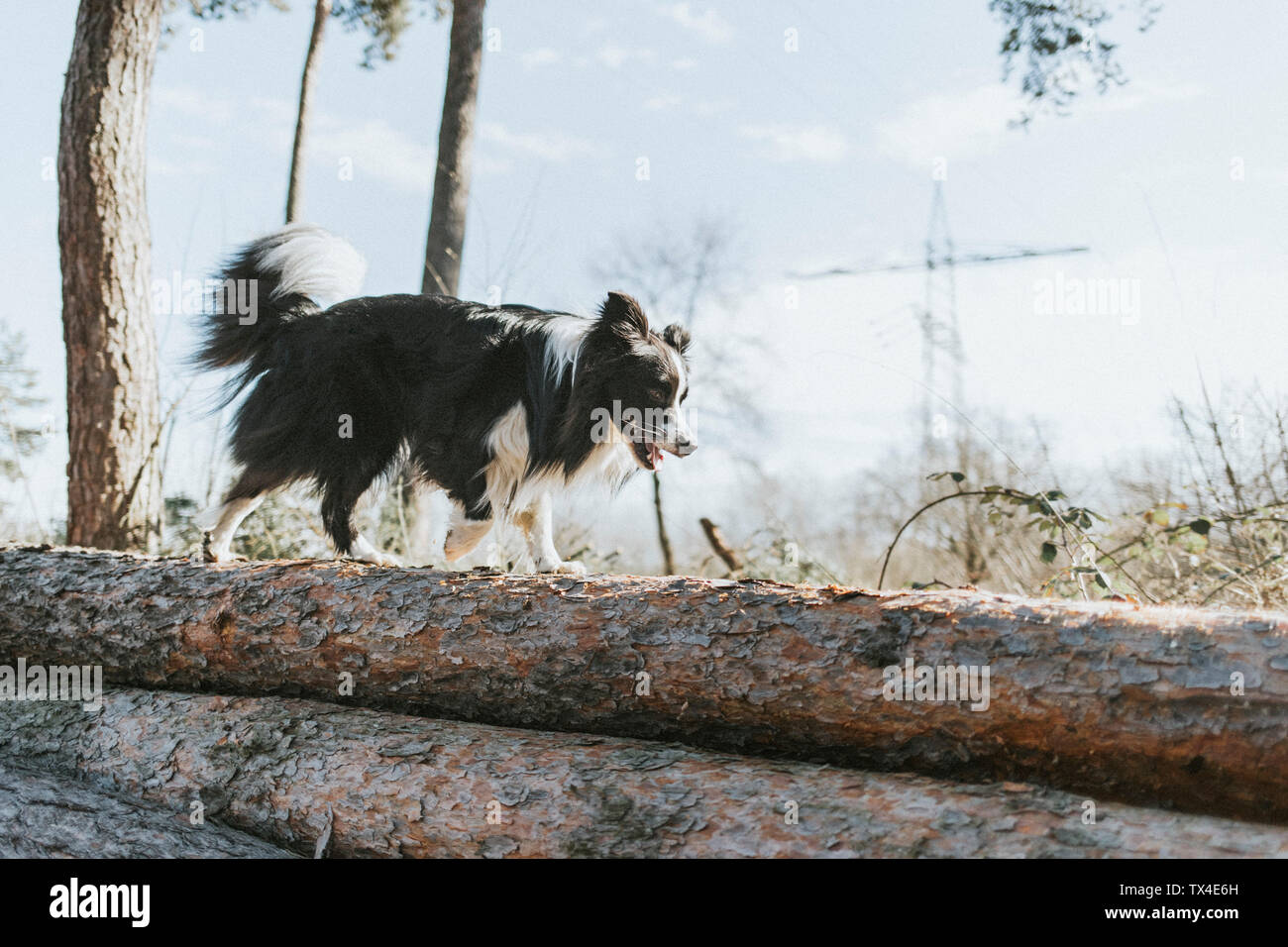 Border Collie walking on tree log in the forest Stock Photo