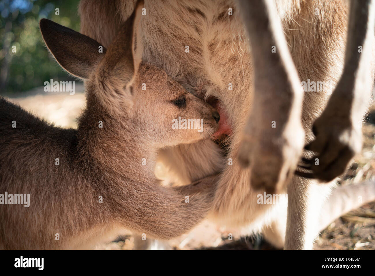 Mum kangaroo breastfeeding her joey hires stock photography and images Alamy
