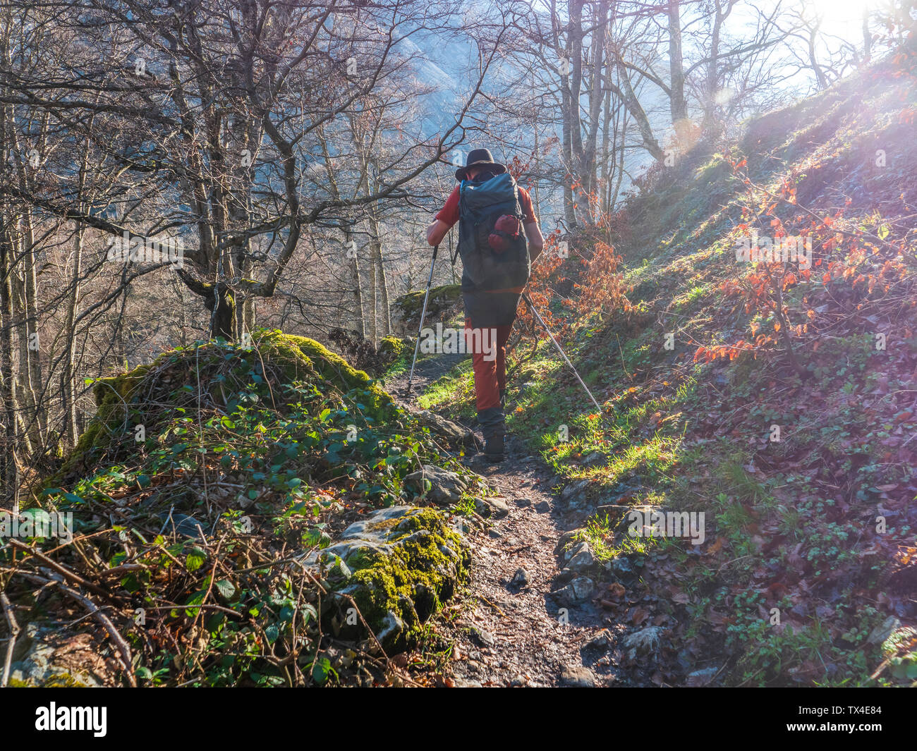 Spain, Asturia, Cantabrian Mountains, senior man on a hiking trip through the woods Stock Photo