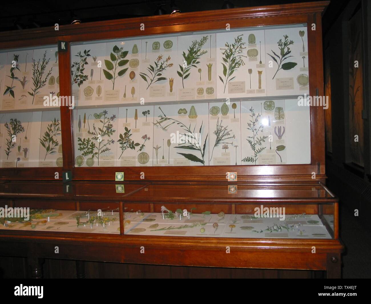 Glass flowers harvard hires stock photography and images Alamy