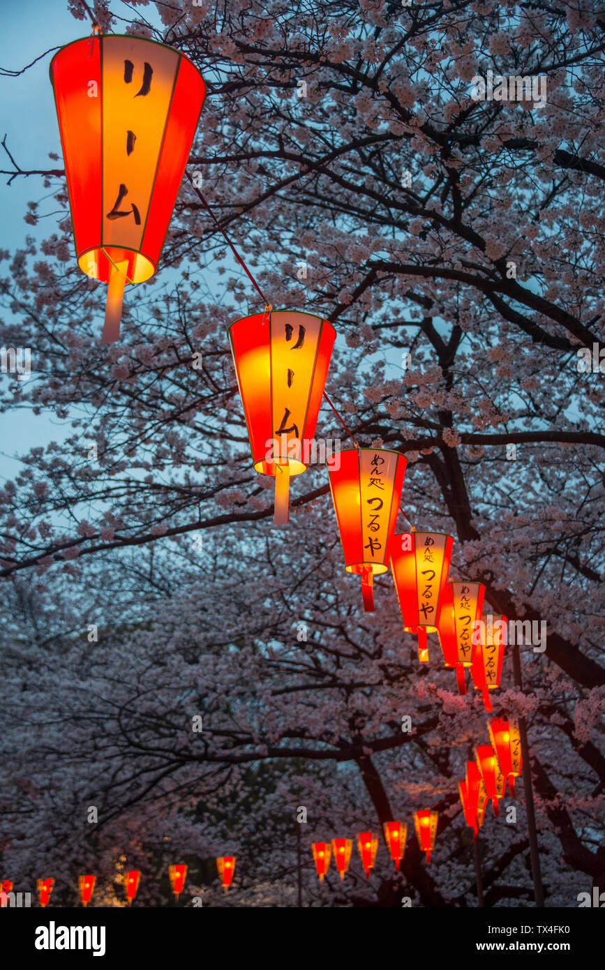 Japan, Tokyo, Ueno, Ueno Park, row of lampions illuminating cherry blossom at dusk Stock Photo