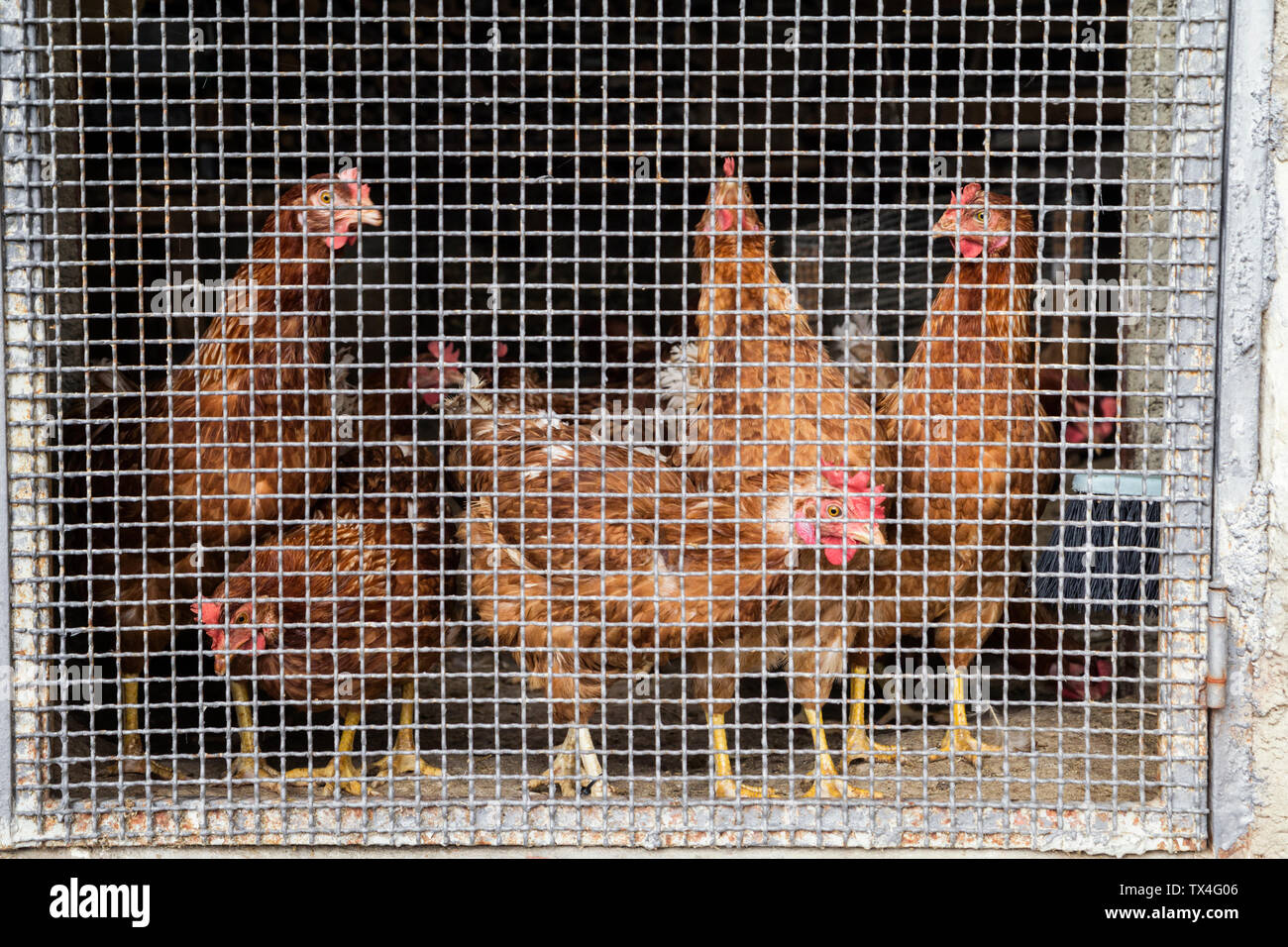 Italy, Sicily, chicken in a stable, caging Stock Photo