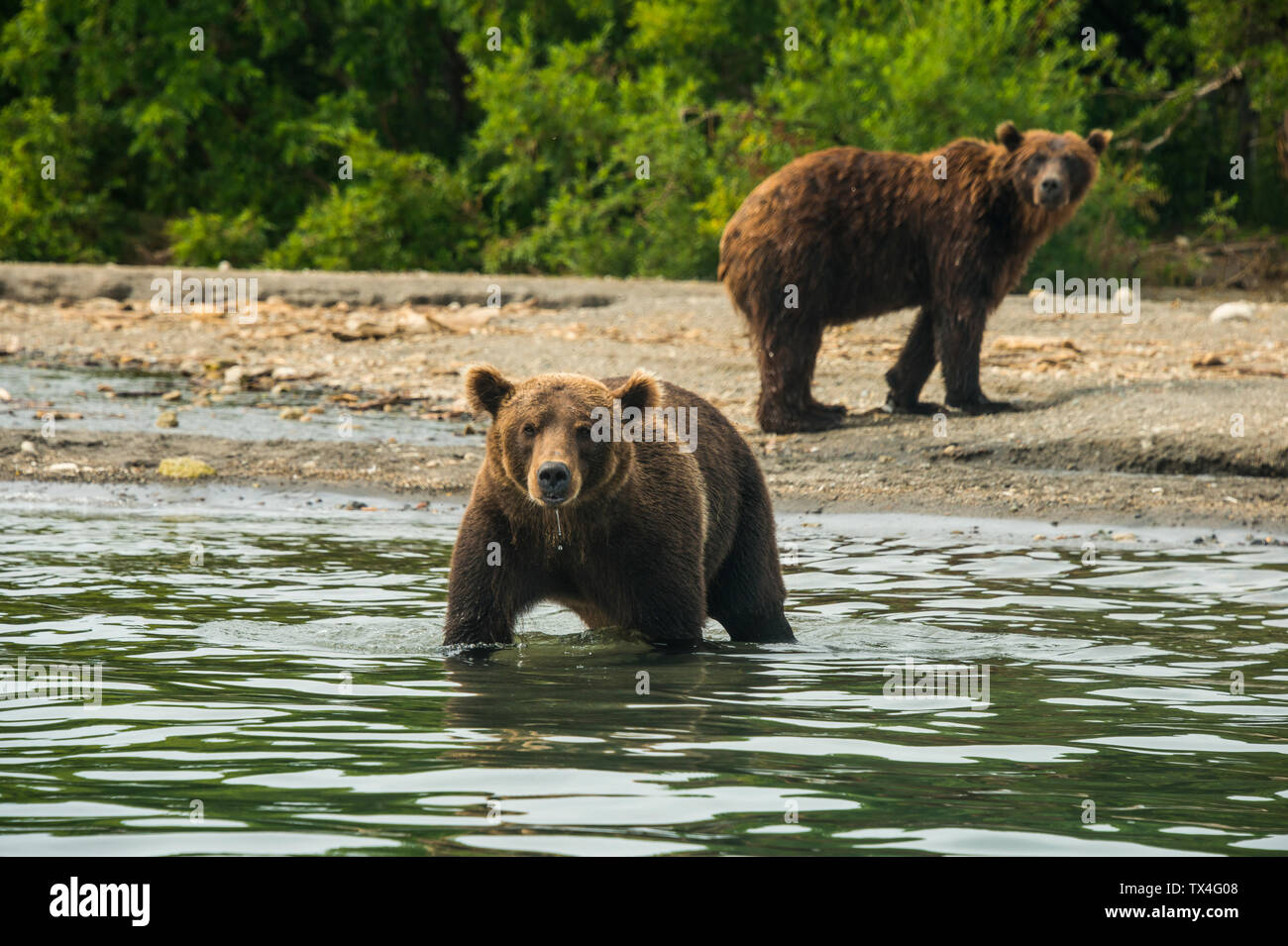Russia, Kamchatka, Kurile lake, Kamchatka brown bears (Ursus arctos beringianus Stock Photo
