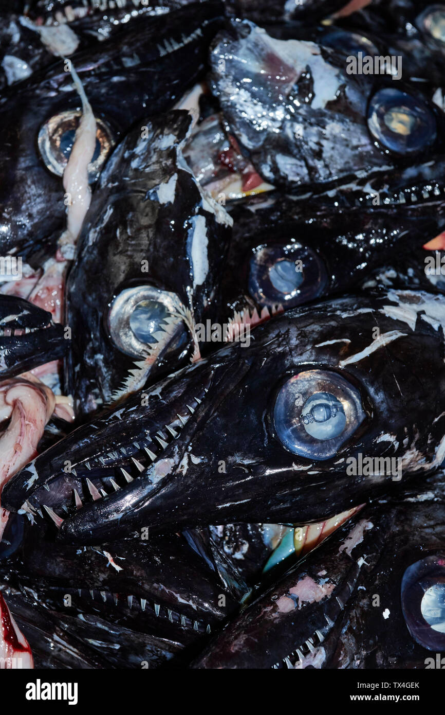 Black Scabbard fish in the Mercado dos Lavradores, farmers' market, Funchal, Madeira, Portugal Stock Photo