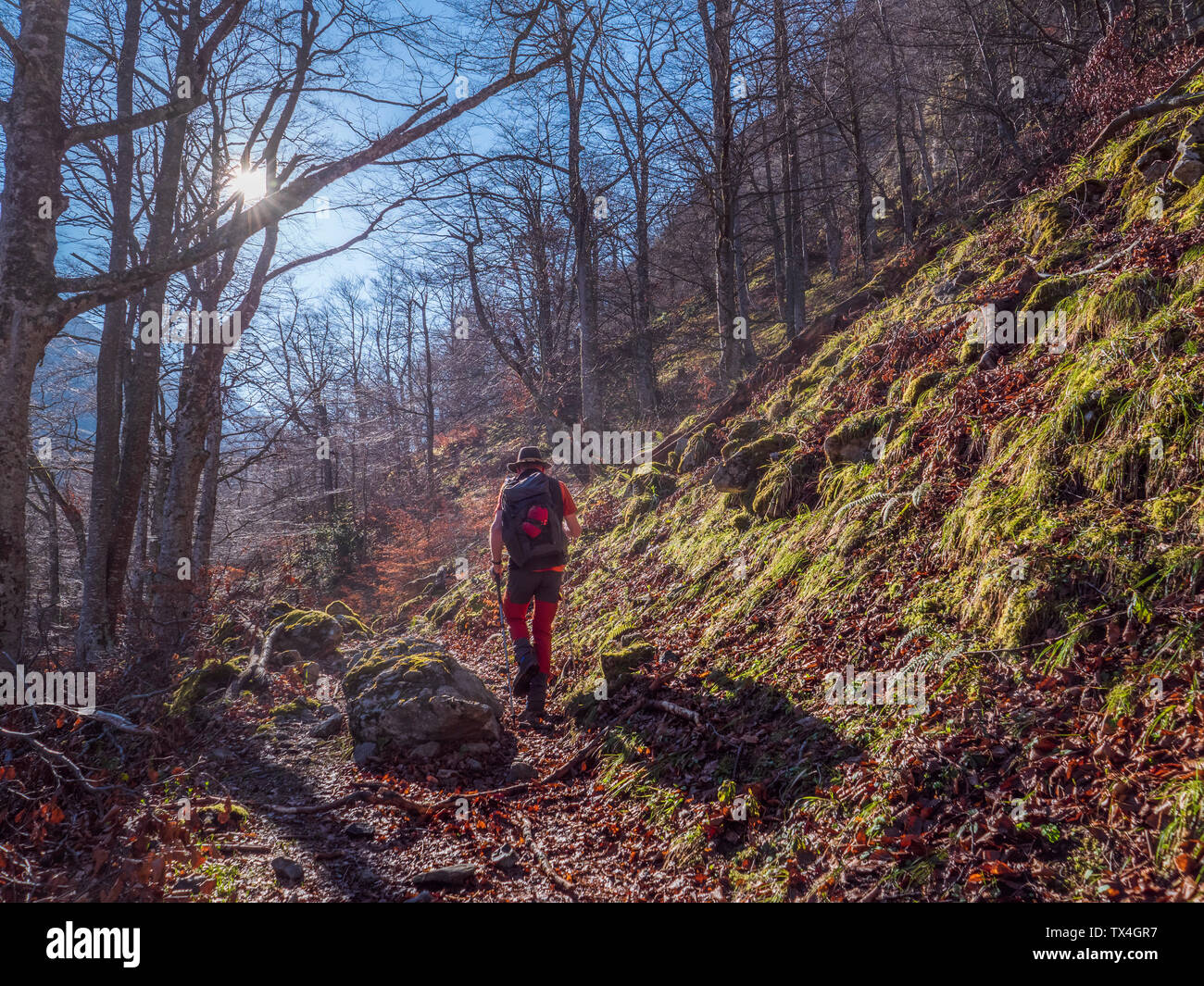Spain, Asturia, Cantabrian Mountains, senior man on a hiking trip through the woods Stock Photo