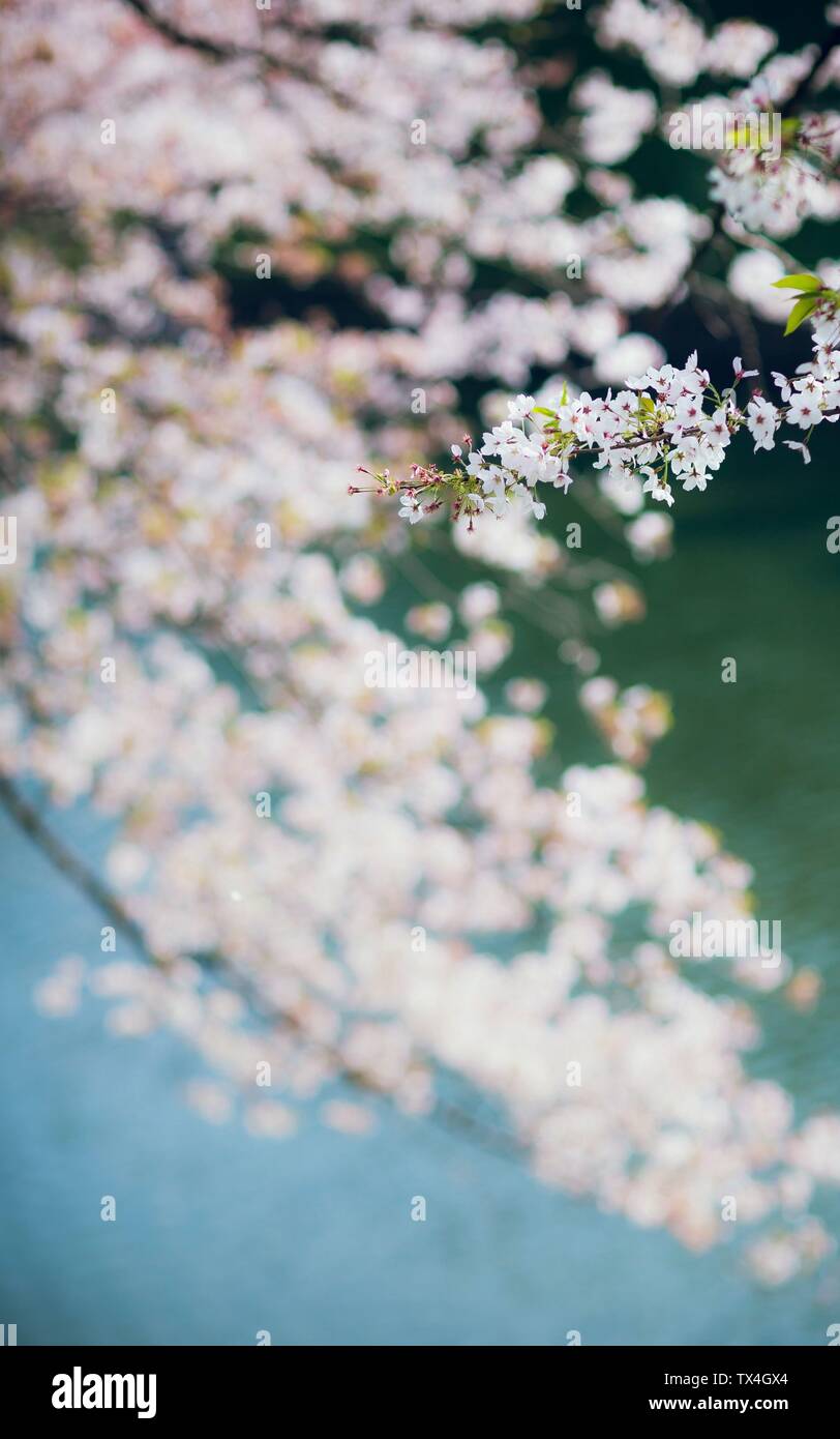 Cherry blossom trees in summer hi-res stock photography and images - Alamy