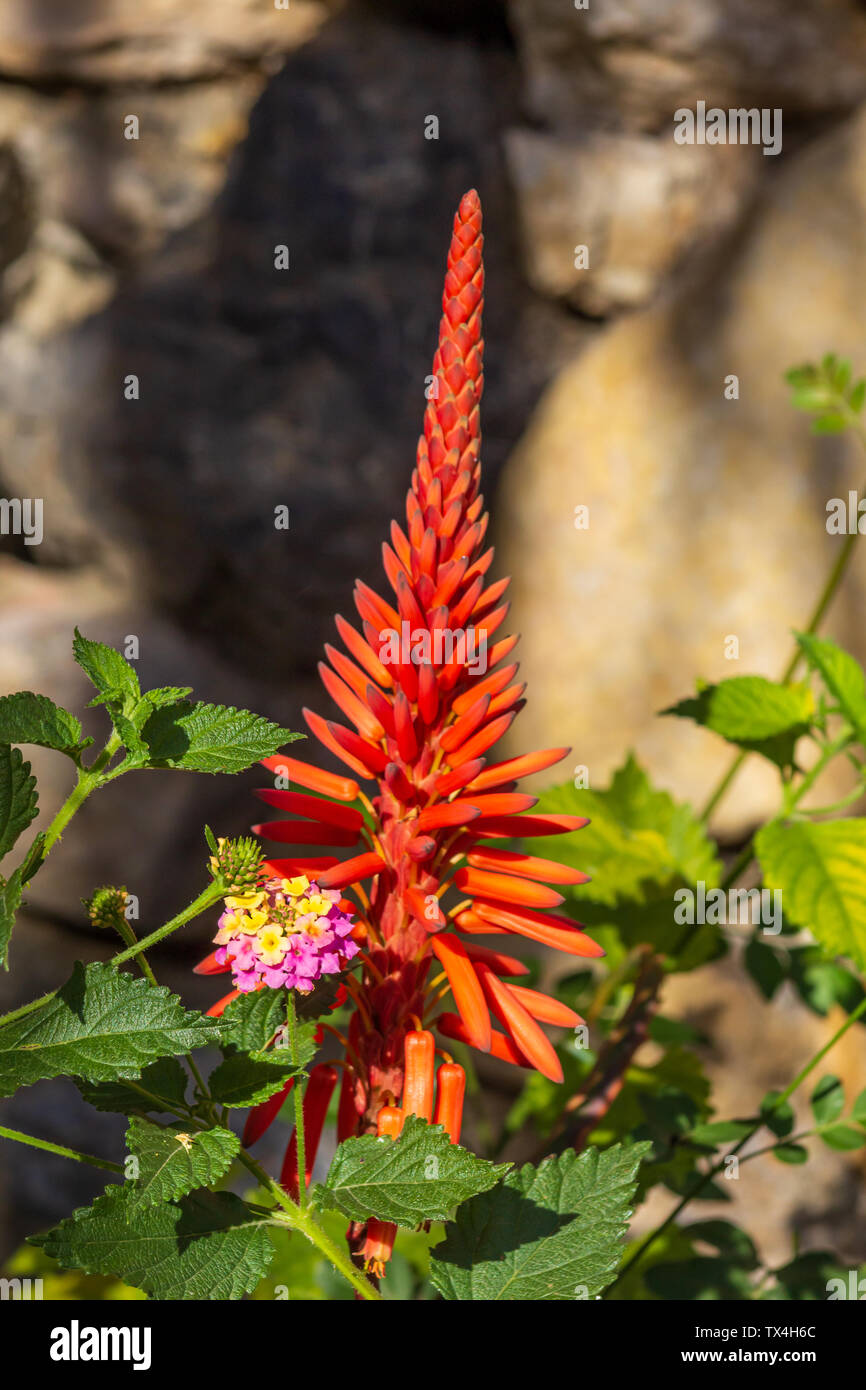 Aloe Arborescens, Candelabra Aloe Flower in Full Bloom Stock Photo