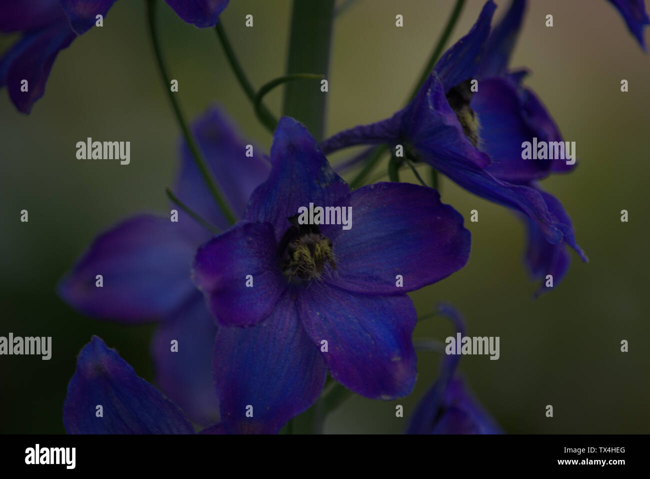 Blue flowers of larkspur or delphiniums Stock Photo - Alamy