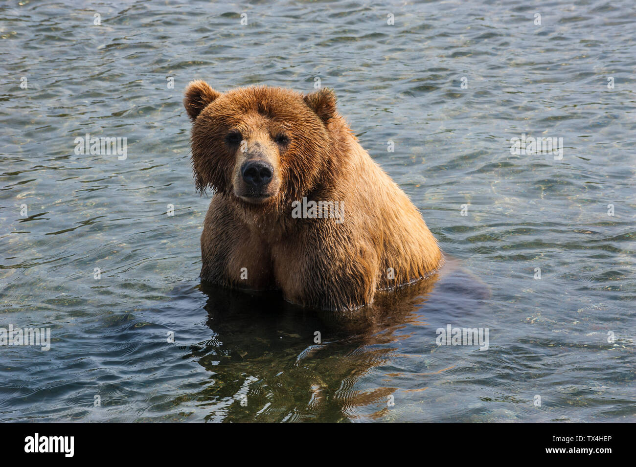 Russia, Kamchatka, Kurile lake, Kamchatka brown bears (Ursus arctos beringianus Stock Photo