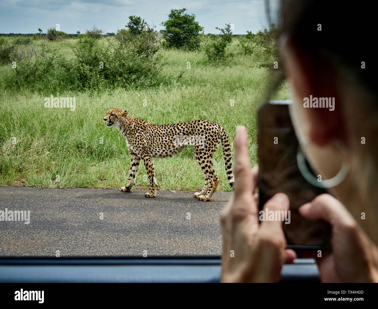 South Africa, Mpumalanga, Kruger National Park, woman taking cell phone picture of cheetah out of a car Stock Photo