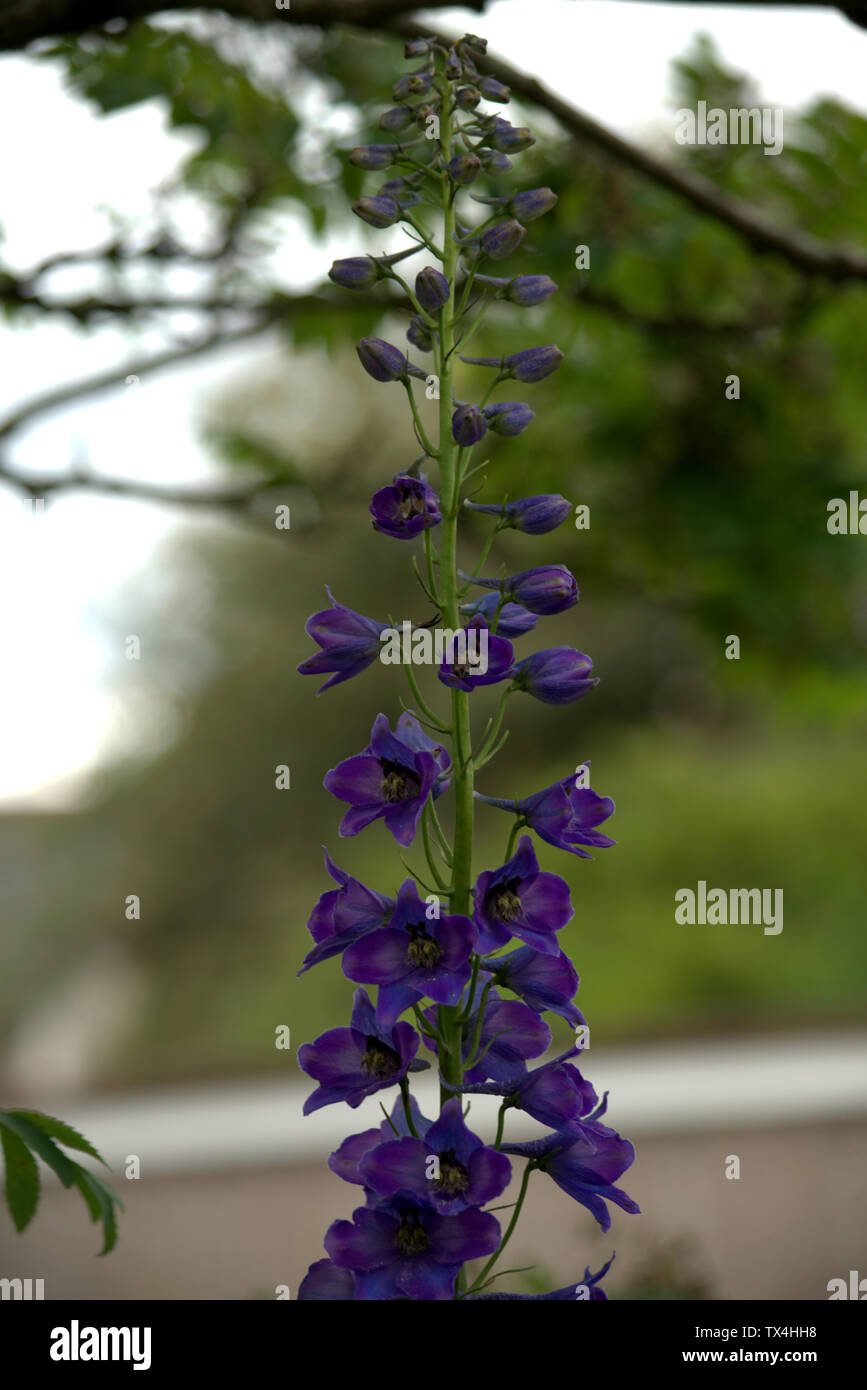 Blue flowers of larkspur or delphiniums Stock Photo - Alamy