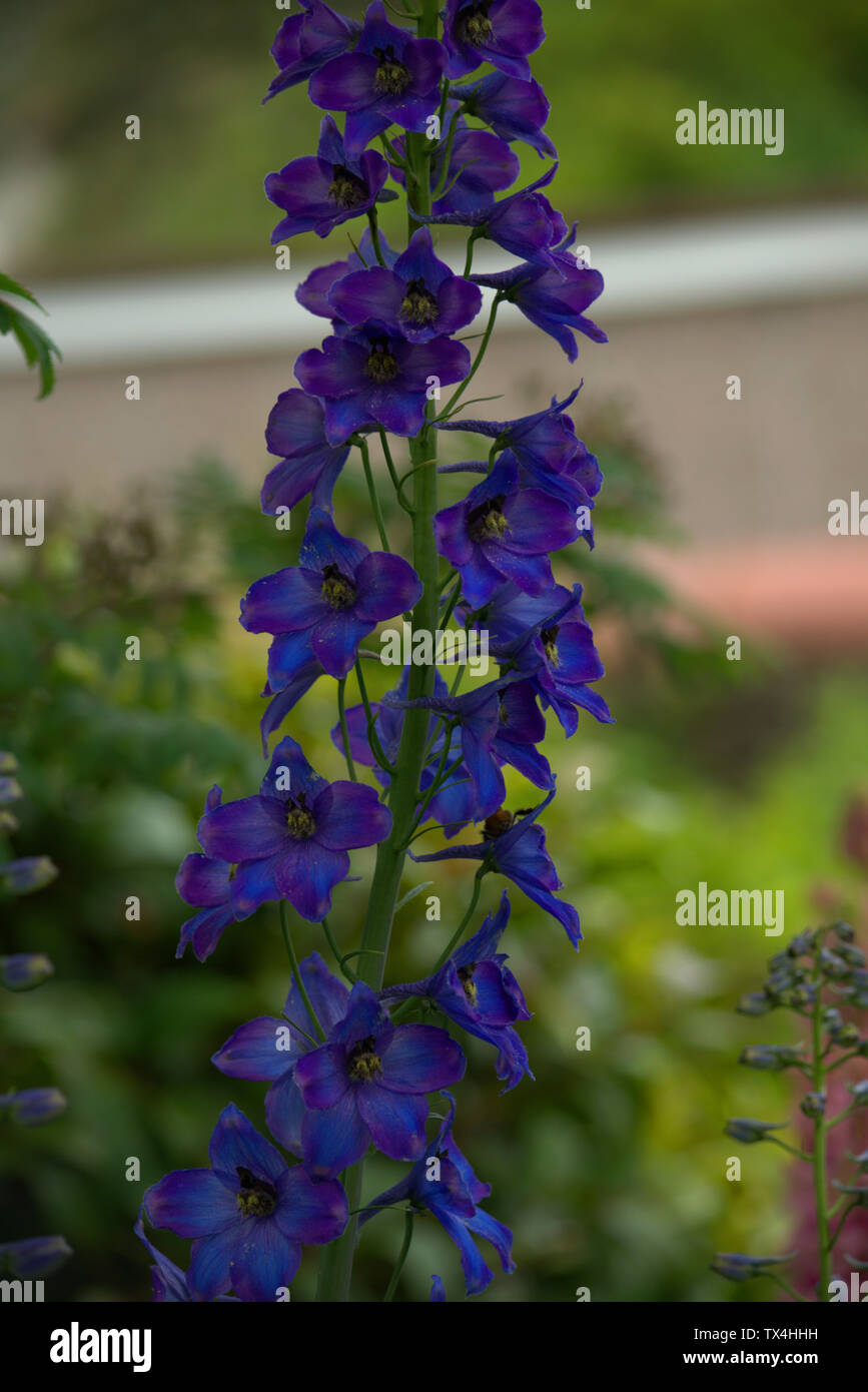 Blue flowers of larkspur or delphiniums Stock Photo - Alamy