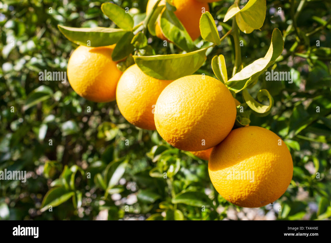 Citrus × clementina, Clementines on the tree Stock Photo Alamy