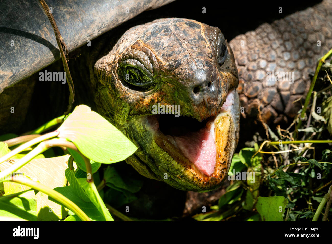 Seychelles, portrait of giant tortoise, close-up Stock Photo - Alamy