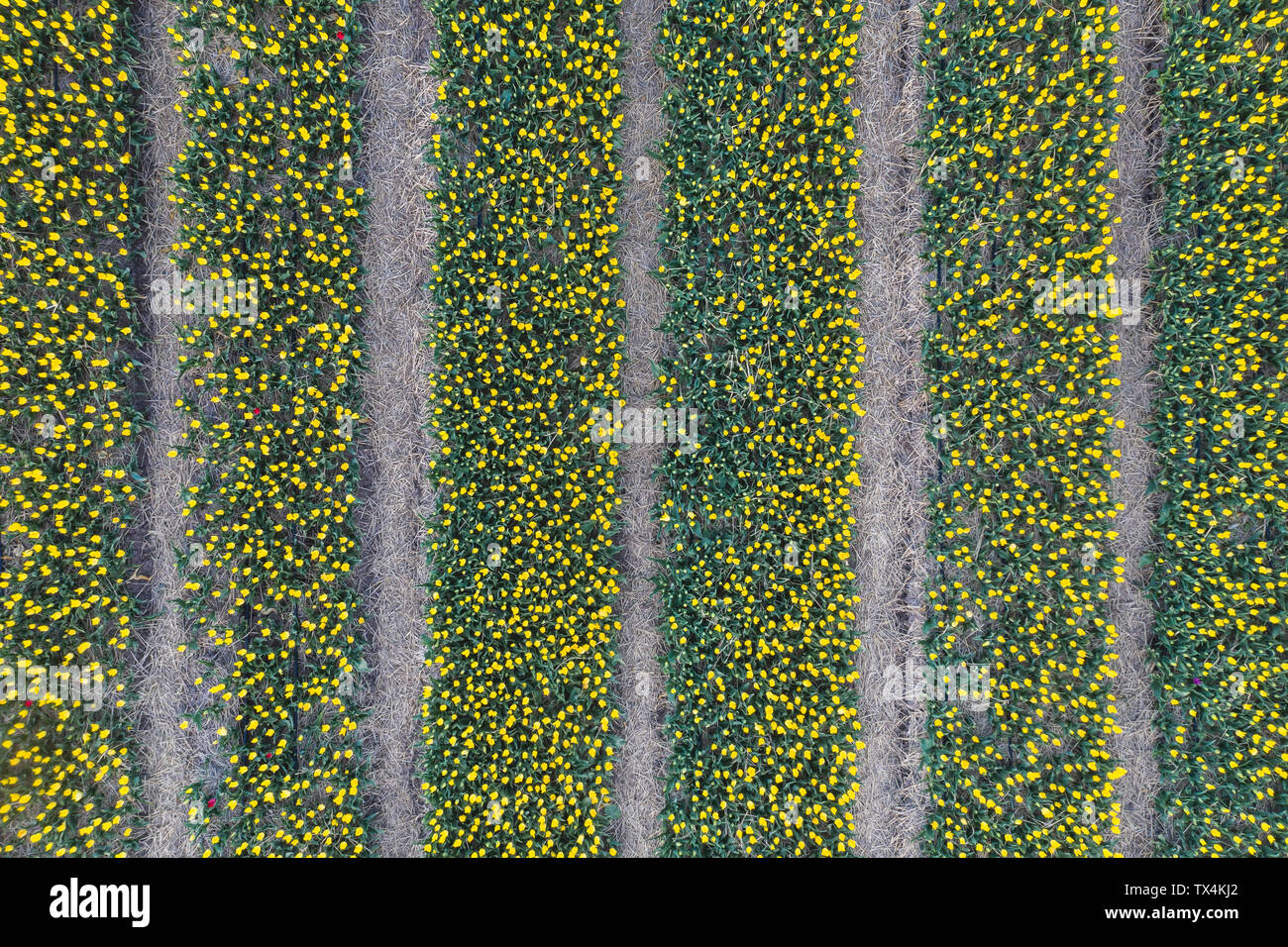 Germany, Saxony-Anhalt, aerial view of flower field Stock Photo