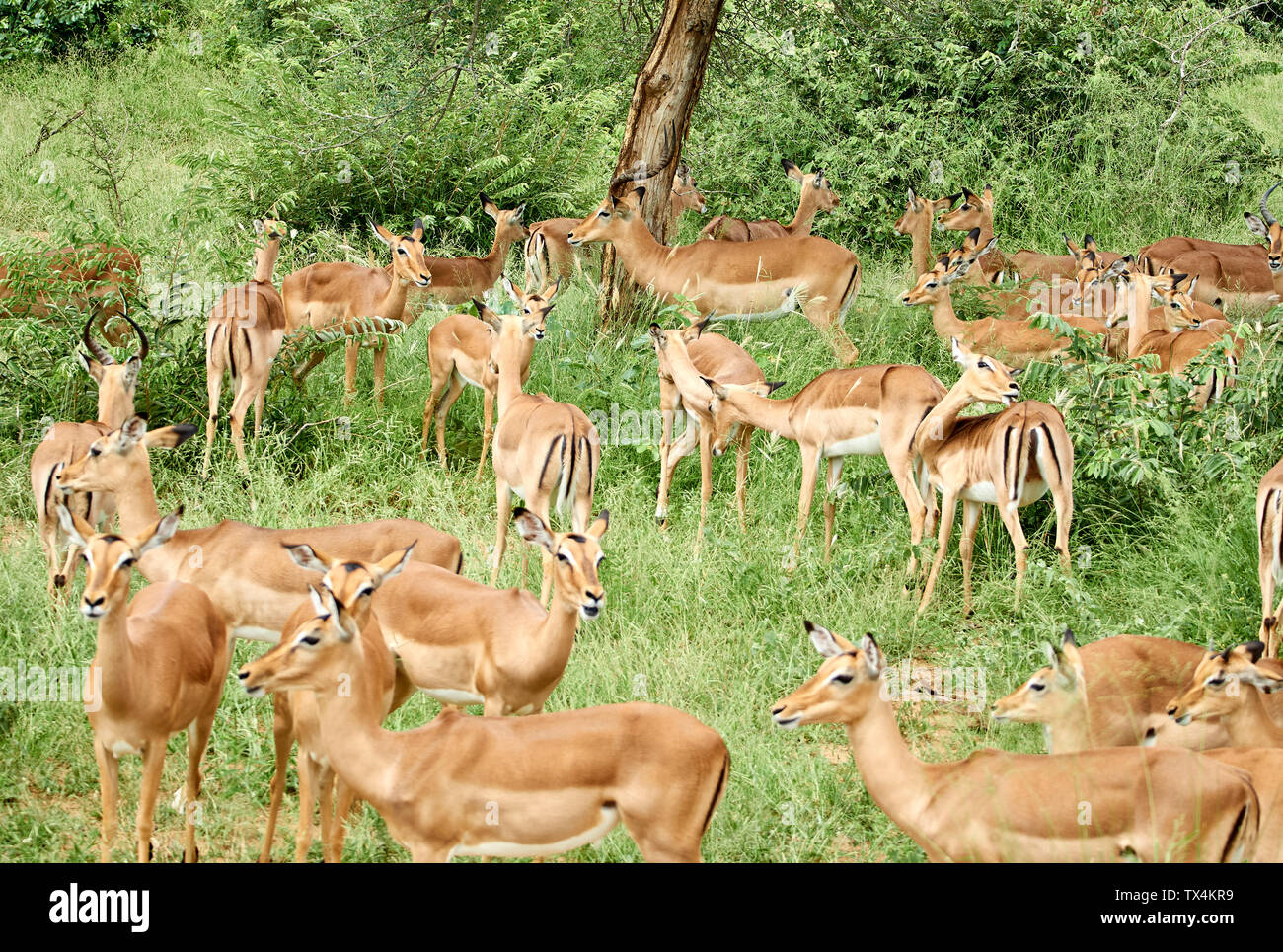 South Africa, Mpumalanga, Kruger National Park, Group of impalas in the bush Stock Photo