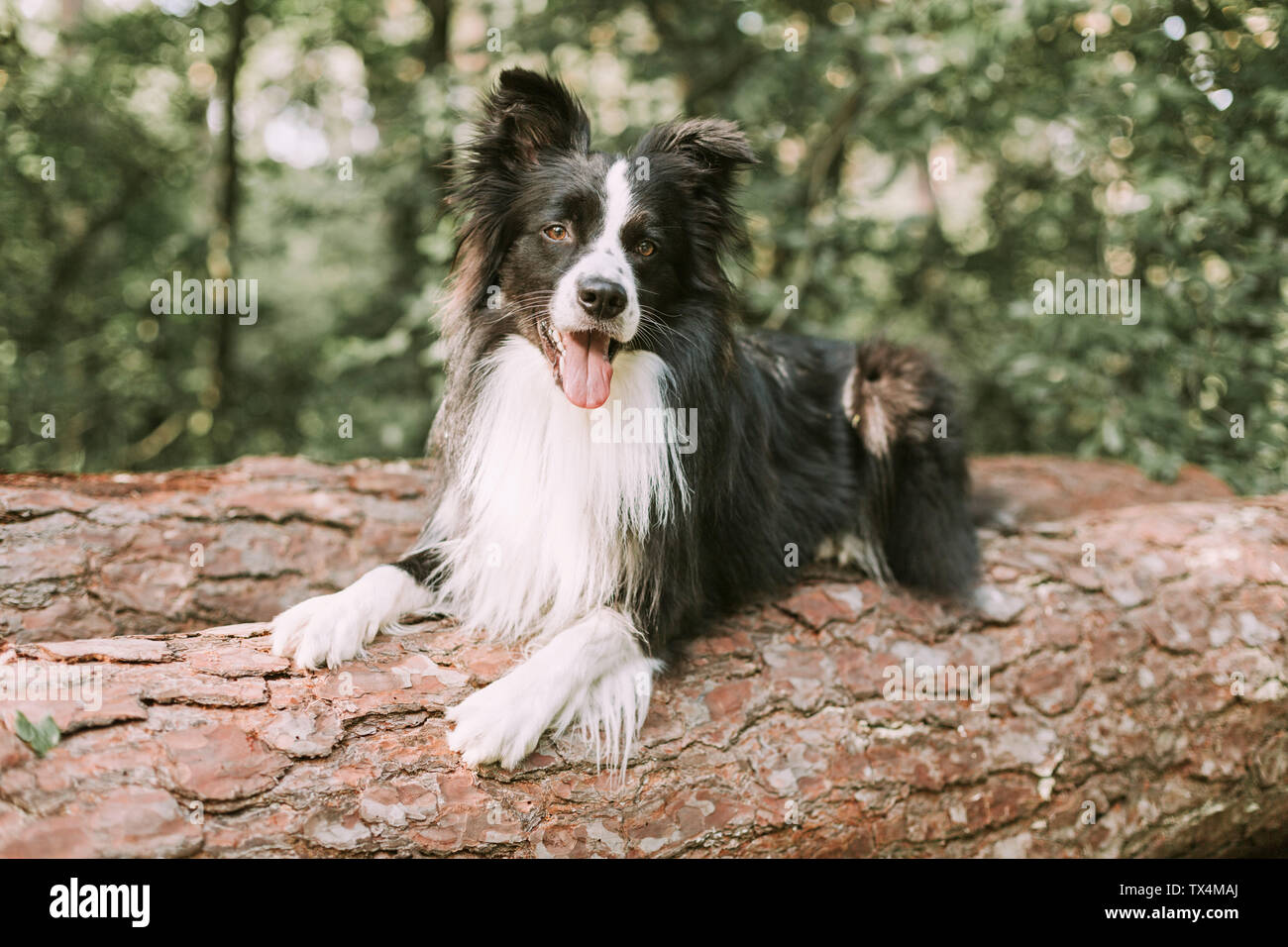 Border Collie on tree log in the forest Stock Photo