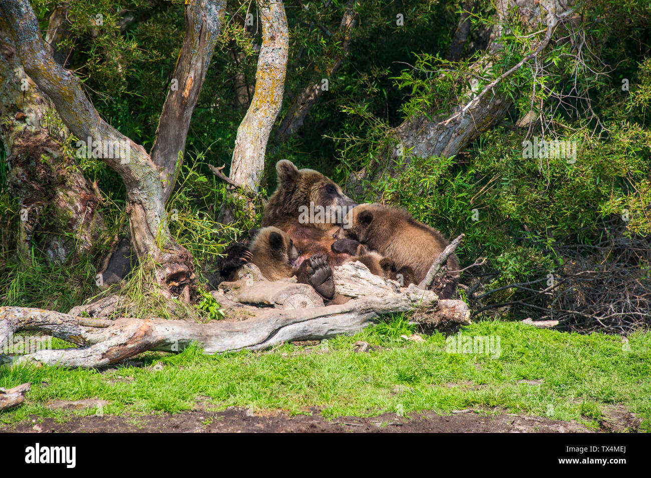 Russia, Kamchatka, Kurile lake, Kamchatka brown bears (Ursus arctos beringianus, mother animal with young animals Stock Photo
