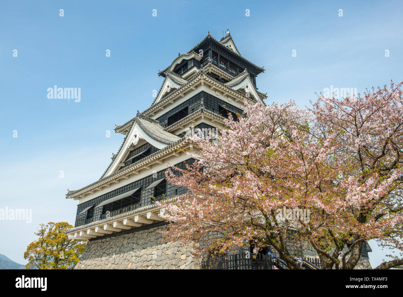 Japan, Kumamoto, view to Kumamoto Castle at cherry blossom Stock Photo