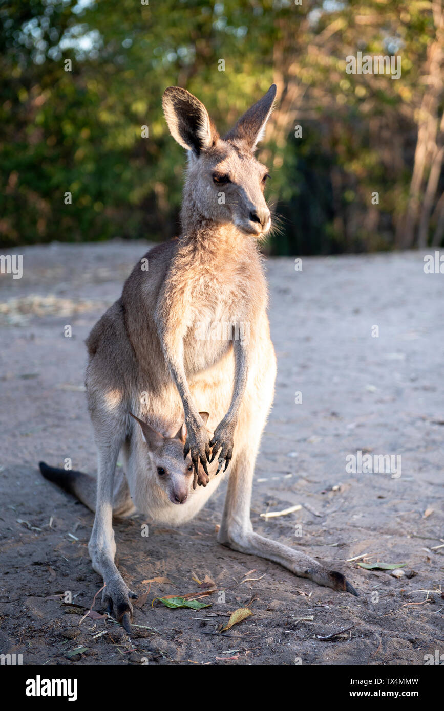 Australia, Queensland, mum kangaroo carrying joey in her pouch Stock
