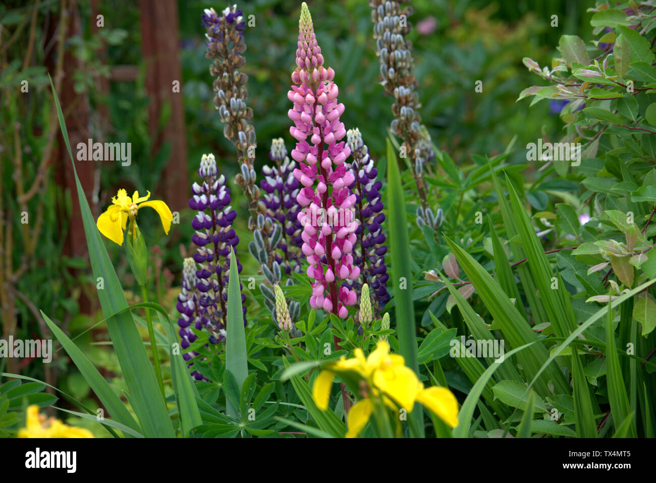 Lupins flowering in a cottage garden Stock Photo
