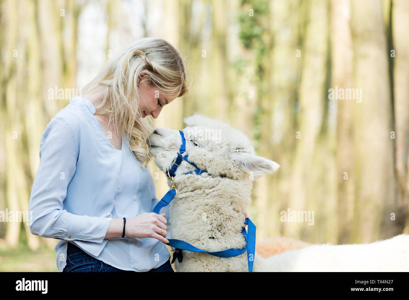 Happy woman cuddling white alpaca Stock Photo