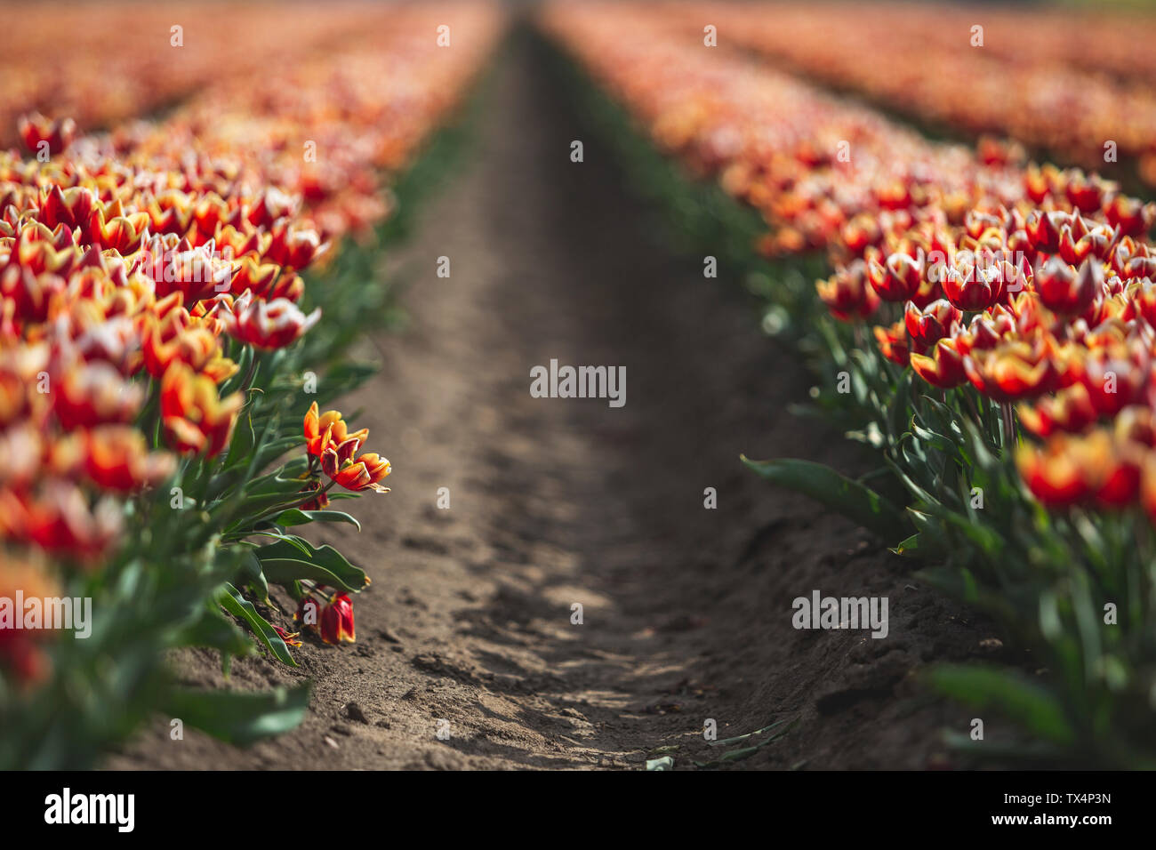 Germany, tulip field Stock Photo