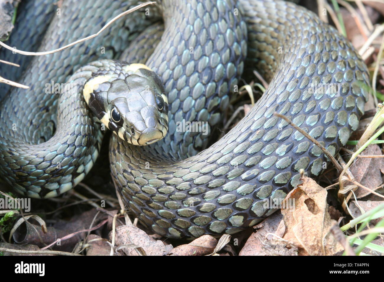 Grass Snake close-up; May 2007; Self-photographed; Jan Malik; Stock Photo