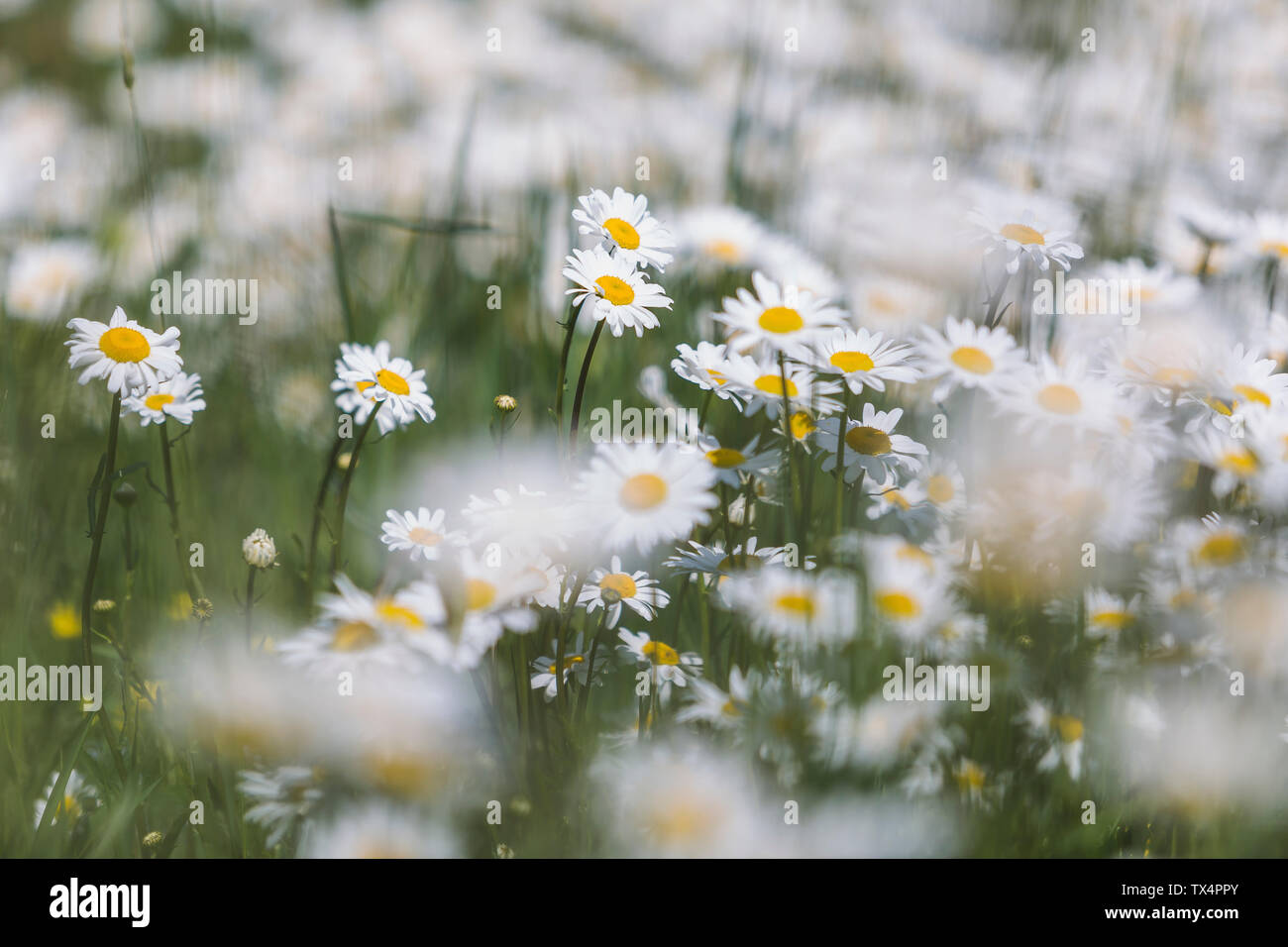 White marguerites on a wet meadow Stock Photo