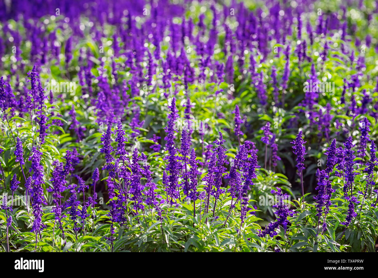Download free photo of Purple,flower,flowers,grave,graves - from needpix.com, image size:1300x956
