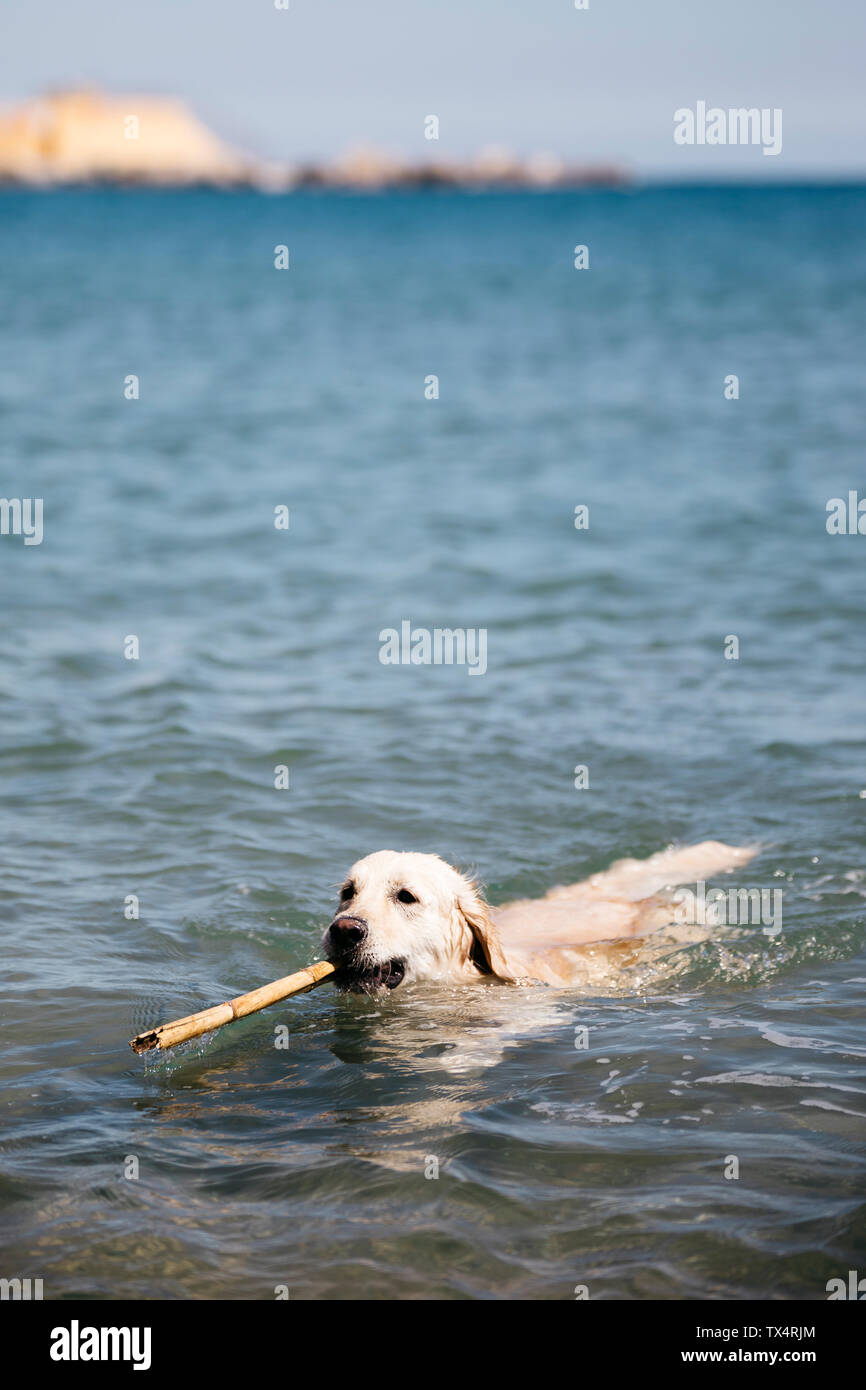 Labrador Retriever playing with stick in the sea Stock Photo