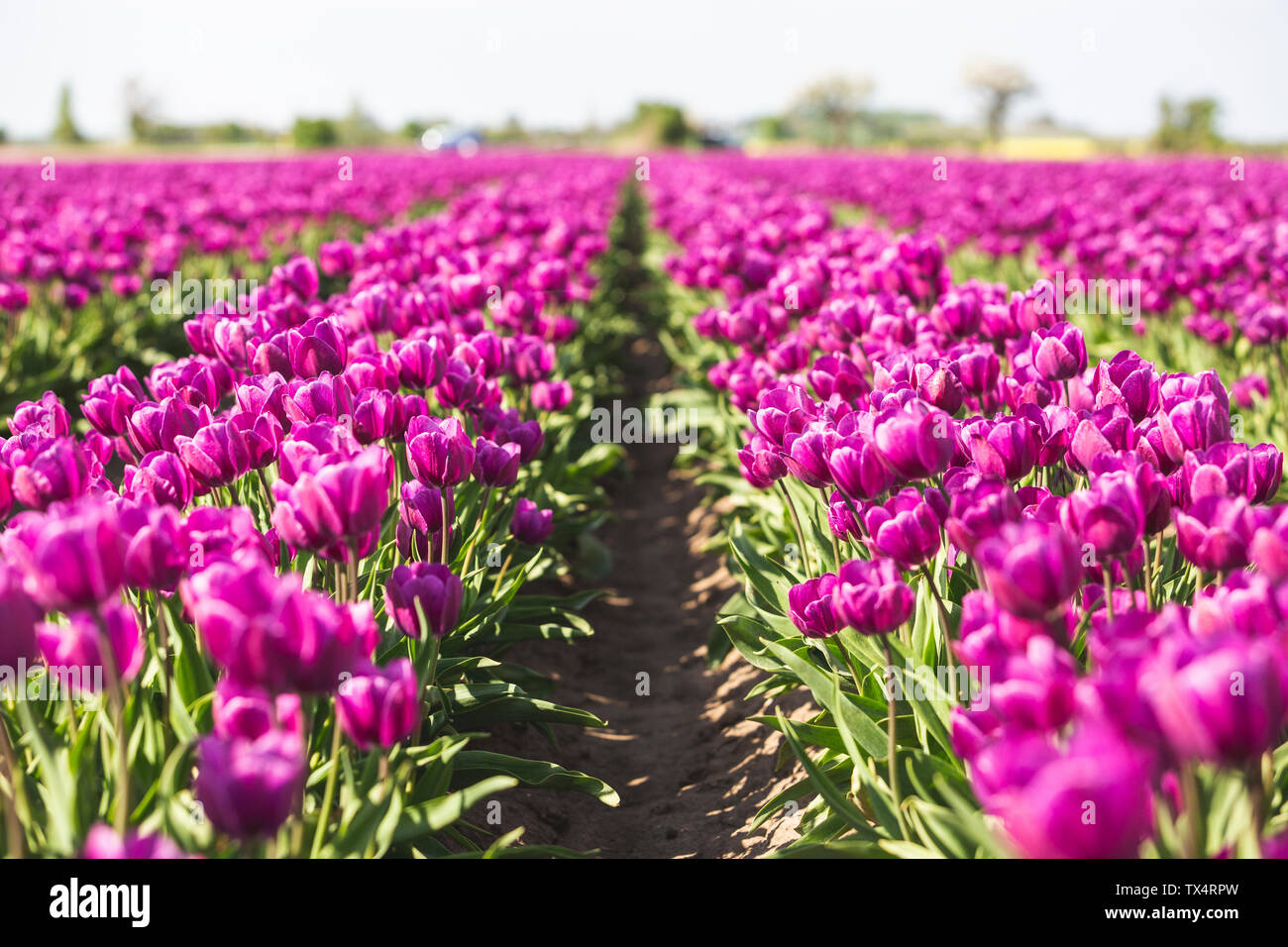 Germany, pink tulip field Stock Photo