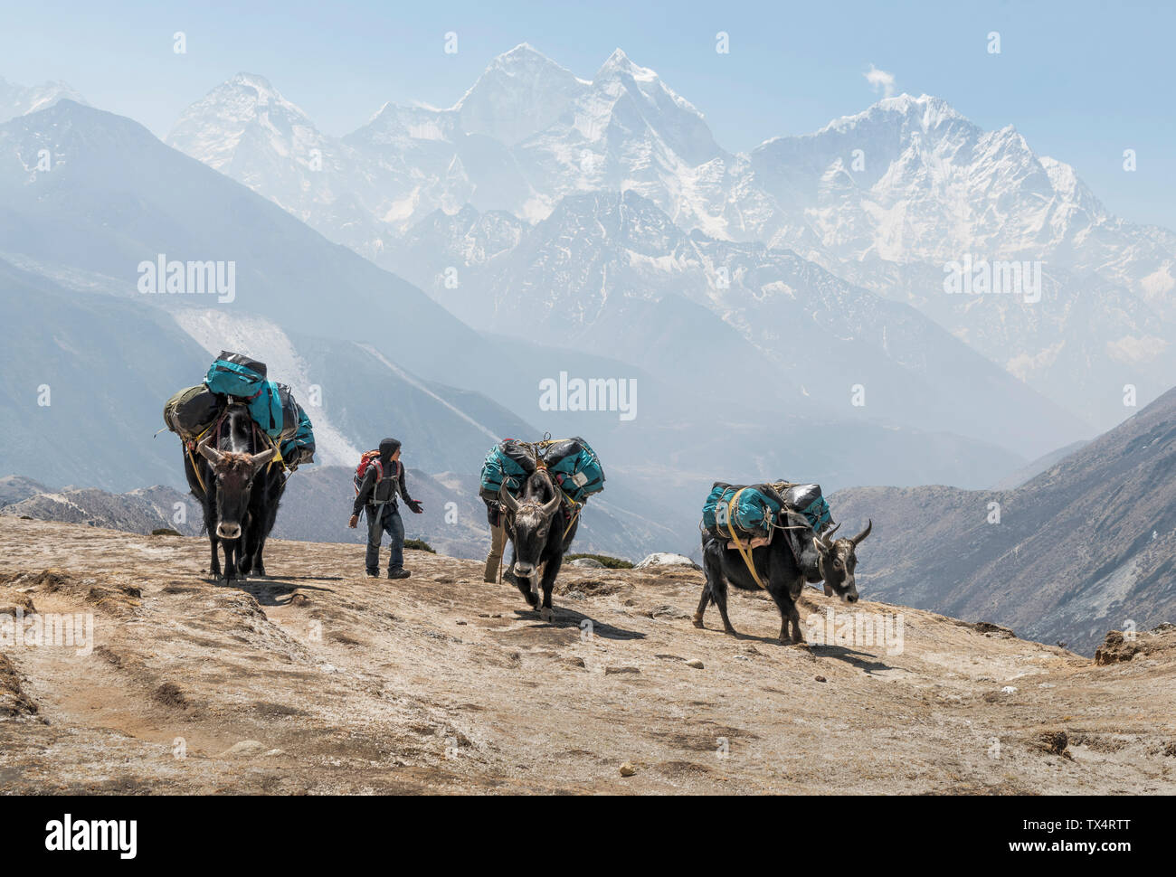 Nepal, Solo Khumbu, Everest, Dingboche, Sherpa guiding pack animals through the mountains Stock Photo