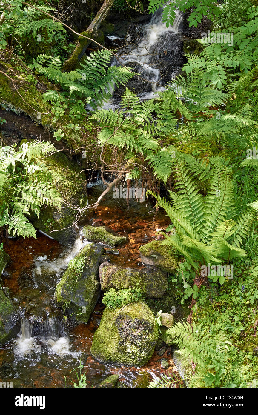 SPEYSIDE WAY BANFFSHIRE SCOTLAND GREEN FERNS Dryopteris filix-mas GROWING BESIDE A SMALL STREAM IN EARLY SUMMMER Stock Photo