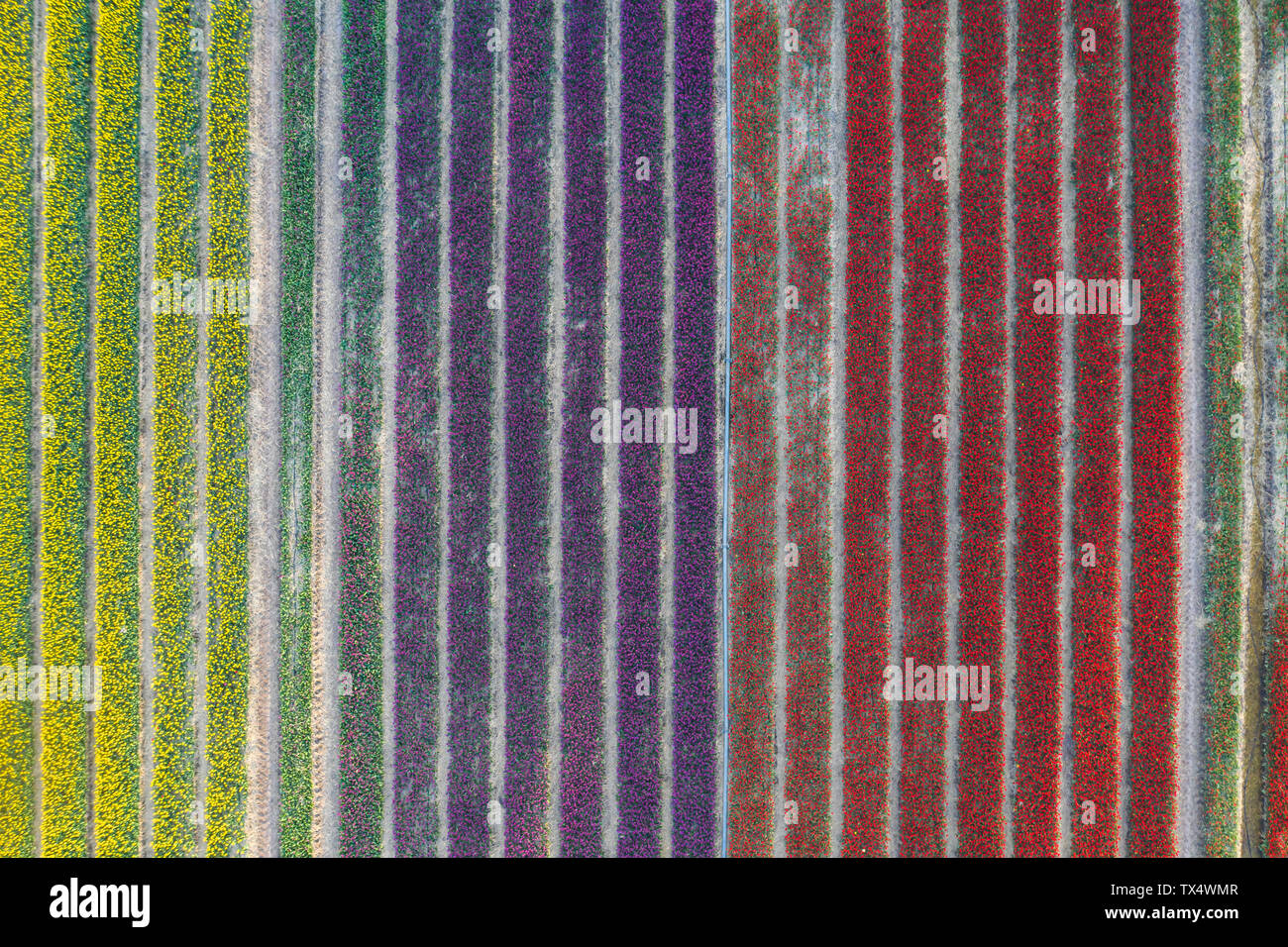 Germany, Saxony-Anhalt, aerial view of tulip fields Stock Photo