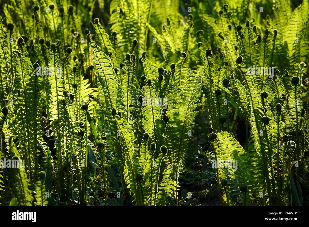 Green fern leaves and sunlight Stock Photo