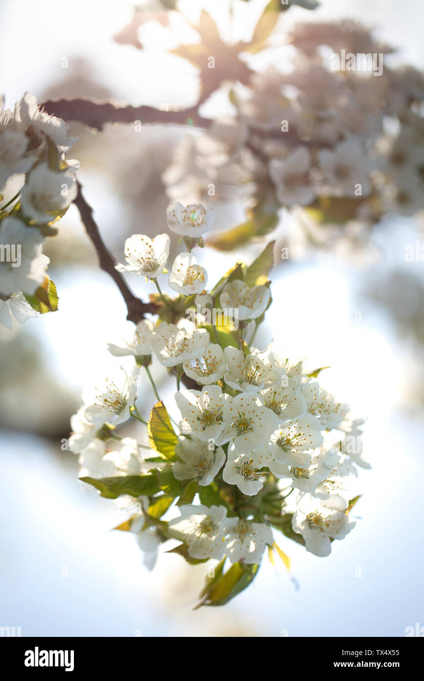 Backlit cherry blossom hi-res stock photography and images - Alamy