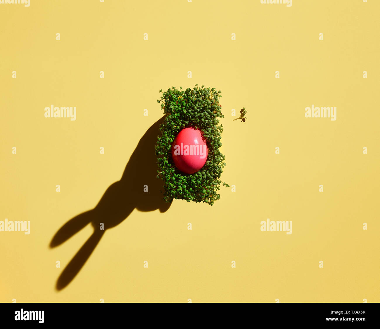 Light pink rabbit hi-res stock photography and images - Alamy