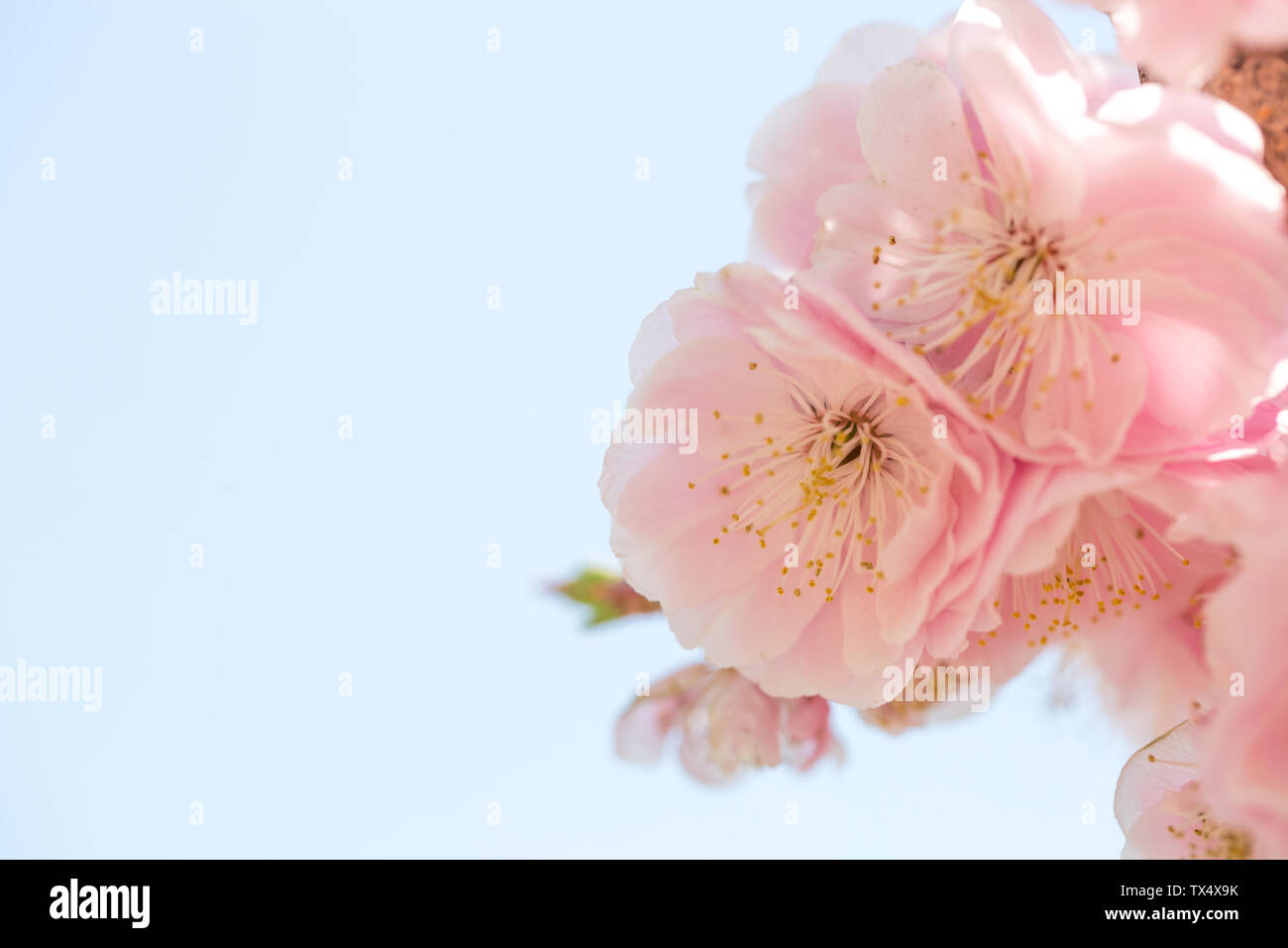 Pink cherry blossom background, spring Stock Photo - Alamy