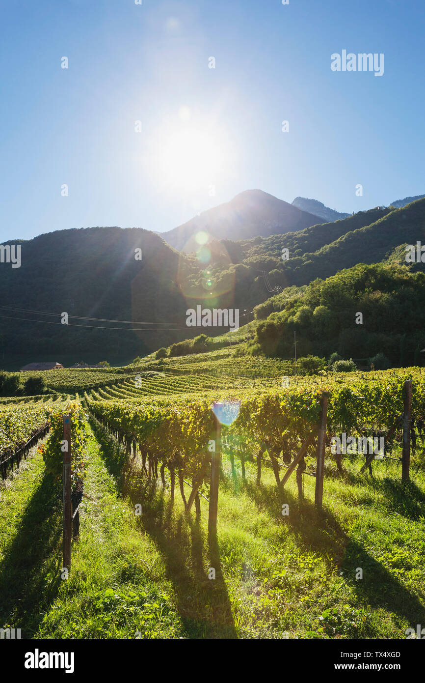 Italy, South Tyrol, Ueberetsch, vinyards with blue grapes in sunshine Stock Photo