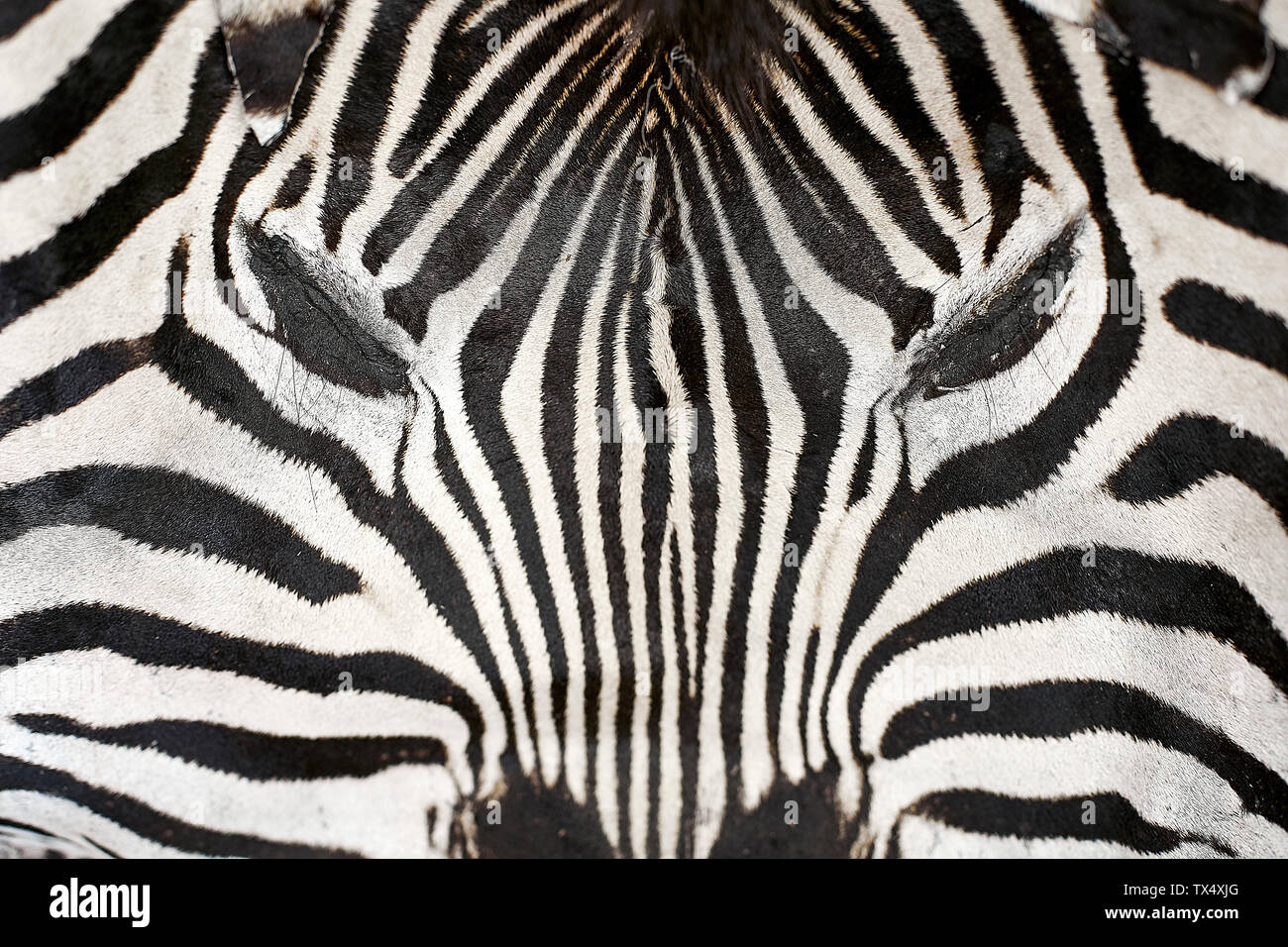 Africa, Limpopo, Kruger National Park, close-up of a Zebra Stock Photo