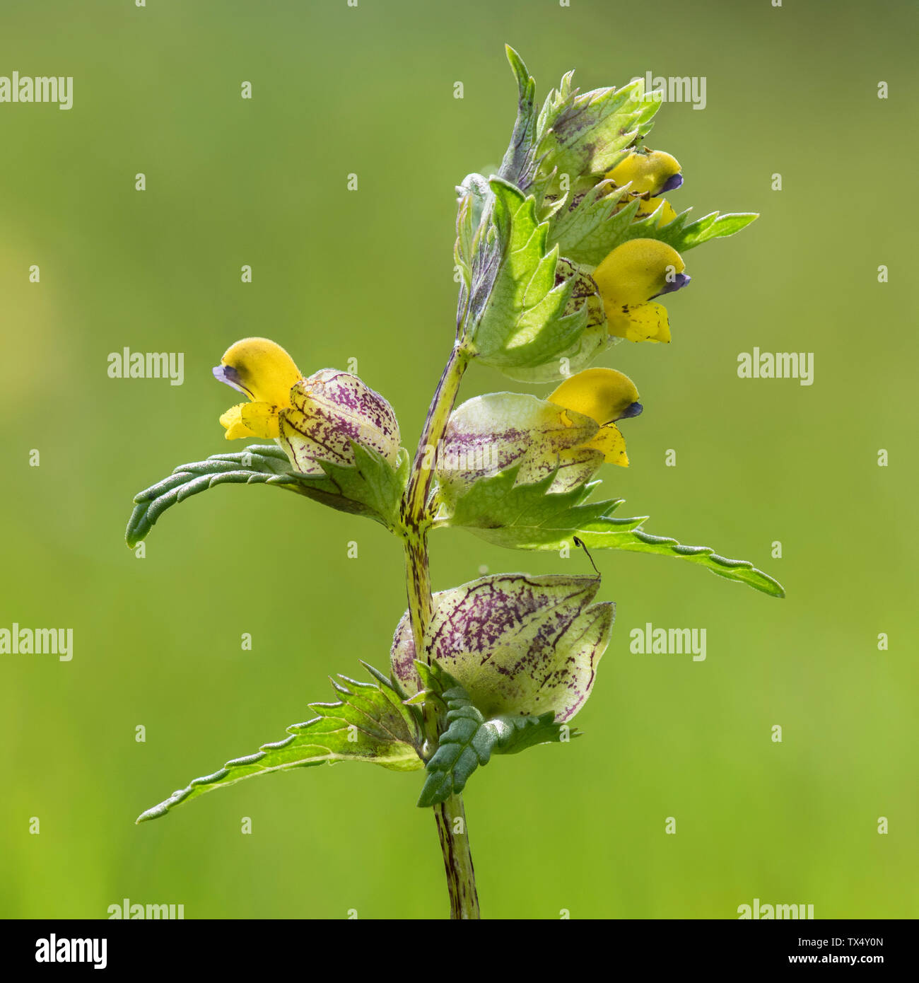 Terminal flowers (raceme) of Yellowrattle Rhinanthus minor in a wild