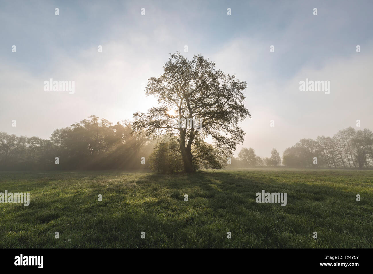 Germany, Brandenburg, single tree on a meadow at backlight Stock Photo