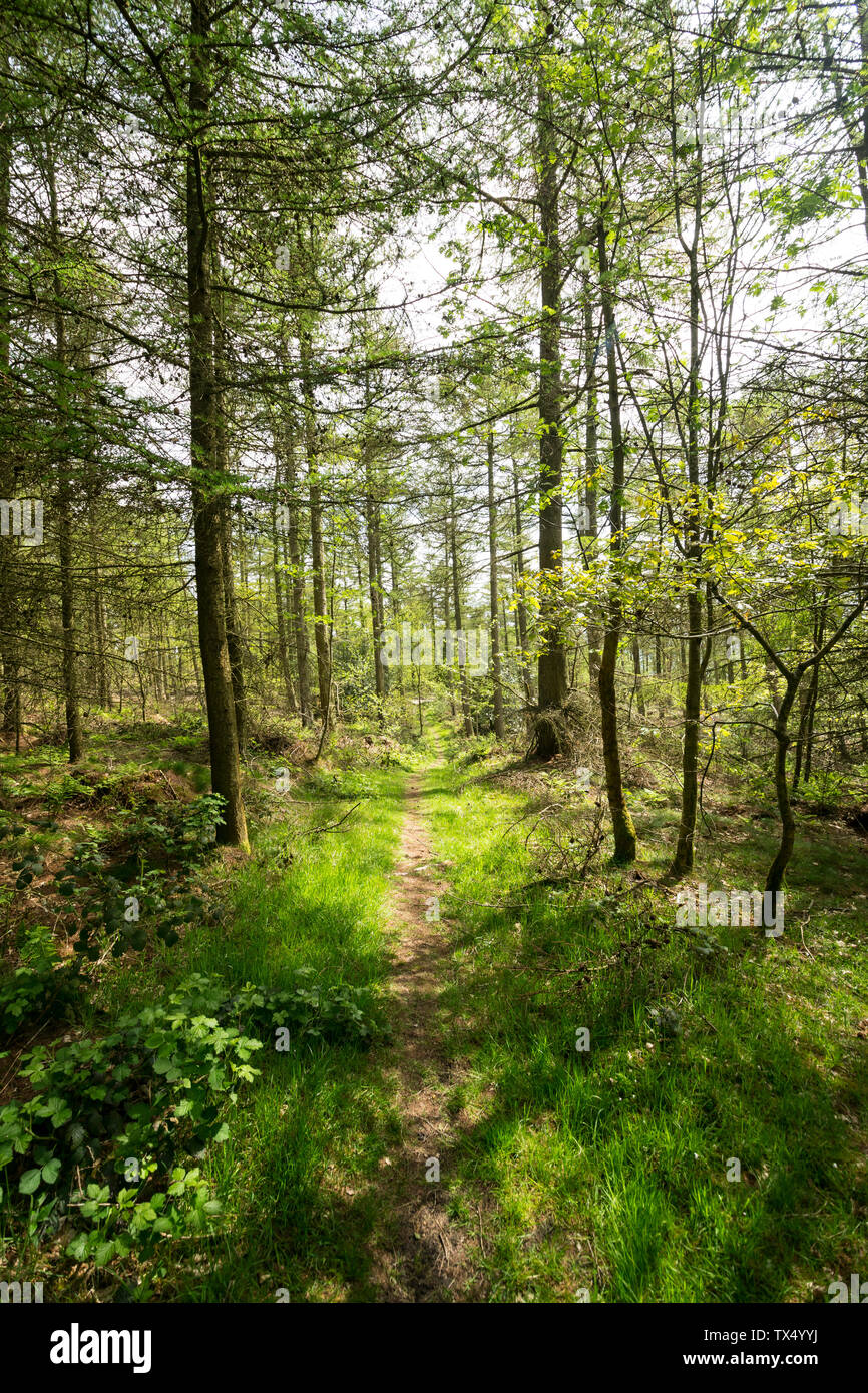 Coed Cwm woods near St Asaph North Wales Stock Photo