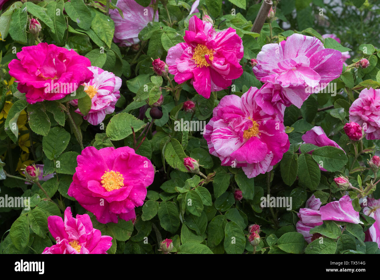 The old damask rose Rosa gallica 'Versicolor' Stock Photo - Alamy