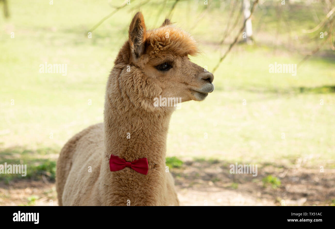 Red Llama Stock Photos Red Llama Stock Images Alamy